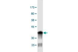 Western Blot detection against Immunogen (36. (NEDD1 anticorps  (AA 561-660))