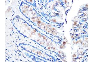Immunohistochemistry of paraffin-embedded rat rectum using MUC2 Rabbit mAb (ABIN7268689) at dilution of 1:100 (40x lens). (MUC2 anticorps)