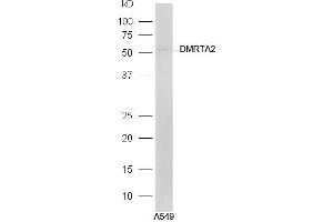 A549 lysates probed with Rabbit Anti-DMRTA2 Polyclonal Antibody, Unconjugated (ABIN2559455) at 1:300 in 4˚C. (DMRTA2 anticorps  (AA 21-120))