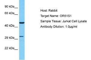 Host: Rabbit Target Name: OR51S1 Sample Type: Jurkat Whole Cell lysates Antibody Dilution: 1. (OR51S1 anticorps  (C-Term))