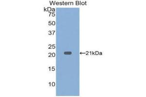 Western Blotting (WB) image for anti-Tumor Necrosis Factor alpha (TNF alpha) (AA 80-235) antibody (ABIN1860789) (TNF alpha anticorps  (AA 80-235))