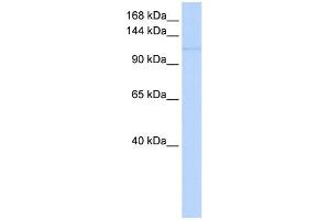 WB Suggested Anti-NEDD9 Antibody Titration:  0. (NEDD9 anticorps  (Middle Region))