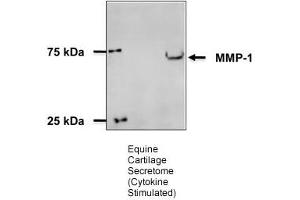 Sample Type:  Equine Cartilage Explants  Primary Dilution:  1:800  Secondary Antibody : Bio-Rad 170-5046  Secondary Dilution: :100,000 Image Submitted By: Adam Williams University of Nottingham
