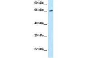 Image no. 1 for anti-Monooxygenase, DBH-Like 1 (MOXD1) (AA 434-483) antibody (ABIN6747745) (MOXD1 anticorps  (AA 434-483))