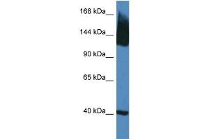 WB Suggested Anti-Slc12a5 Antibody   Titration: 1. (KCC2 anticorps  (N-Term))