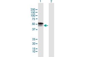 Western Blot analysis of IL13RA2 expression in transfected 293T cell line by IL13RA2 MaxPab polyclonal antibody.