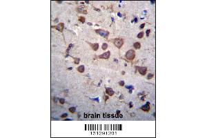 PIGA Antibody immunohistochemistry analysis in formalin fixed and paraffin embedded human brain tissue followed by peroxidase conjugation of the secondary antibody and DAB staining. (PIGA anticorps  (C-Term))