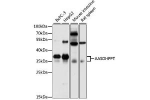 Western blot analysis of extracts of various cell lines, using AASDHPPT antibody (ABIN6291791) at 1:3000 dilution. (AASDHPPT anticorps)