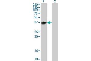 Western Blot analysis of BOLL expression in transfected 293T cell line by BOLL monoclonal antibody (M02), clone 1E3. (BOLL anticorps  (AA 185-283))