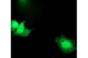Immunofluorescence (IF) image for anti-Synaptosomal-Associated Protein, 25kDa (SNAP25) antibody (ABIN1501017) (SNAP25 anticorps)