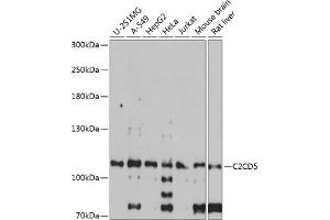 Western blot analysis of extracts of various cell lines, using C2CD5 antibody  at 1:1000 dilution. (C2CD5/KIAA0528 anticorps  (AA 732-1051))