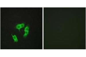 Immunofluorescence (IF) image for anti-Armadillo Repeat Containing, X-Linked 3 (ARMCX3) (AA 291-340) antibody (ABIN2889794) (ARMCX3 anticorps  (AA 291-340))