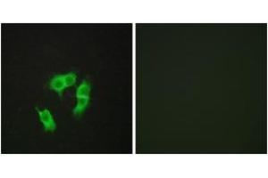 Immunofluorescence (IF) image for anti-Armadillo Repeat Containing, X-Linked 3 (ARMCX3) (AA 291-340) antibody (ABIN6766206) (ARMCX3 anticorps  (AA 291-340))