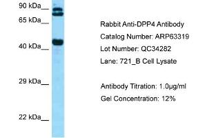 Western Blotting (WB) image for anti-Dipeptidyl-Peptidase 4 (DPP4) (C-Term) antibody (ABIN2789445) (DPP4 anticorps  (C-Term))