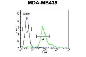 Flow Cytometry (FACS) image for anti-ERO1-Like beta (ERO1LB) antibody (ABIN3002267)