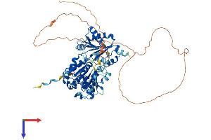 AlphaFold protein structure predicition of Mouse Recombinant Ddx17 Protein, UniprotID Q501J6