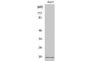 Western Blotting (WB) image for anti-Calmodulin 1 (Calm1) (Lys12) antibody (ABIN3183629) (Calmodulin 1 anticorps  (Lys12))