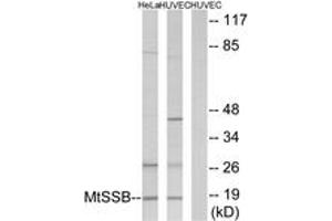 Western blot analysis of extracts from HuvEc/HeLa cells, using MtSSB Antibody. (SSBP1 anticorps  (AA 99-148))