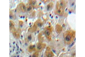 IHC-P analysis of Liver tissue, with DAB staining. (Caspase 8 anticorps  (AA 217-384))