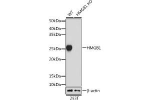 Western blot analysis of extracts from wild type (WT) and HMGB1 knockout (KO) 293T cells, using HMGB1 antibody (ABIN7267648) at 1:1000 dilution. (HMGB1 anticorps)
