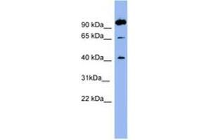 Image no. 1 for anti-Neurotensin Receptor 1 (High Affinity) (NTSR1) (AA 35-84) antibody (ABIN6741682) (NTSR1 anticorps  (AA 35-84))