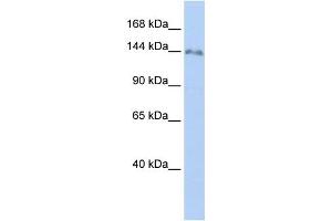 Western Blotting (WB) image for anti-Zinc Finger Protein 862 (ZNF862) antibody (ABIN2459419) (ZNF862 anticorps)
