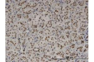 Image no. 1 for anti-T-Box 3 (TBX3) (AA 311-411) antibody (ABIN599445)