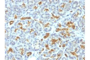 Formalin-fixed, paraffin-embedded human Pancreas stained with Cytokeratin 19 Mouse Monoclonal Antibody (KRT19/799).