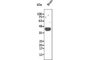 Western Blotting (WB) image for anti-Adenosine A2a Receptor (ADORA2A) (C-Term) antibody (ABIN7272985)