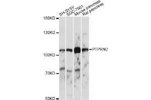 Western blot analysis of extracts of various cell lines, using PTPRN2 antibody. (PTPRN2 anticorps)
