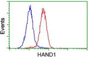 Flow cytometric analysis of HeLa cells with HAND1 monoclonal antibody, clone 1G10  (Red). (HAND1 anticorps)