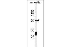 KT33A Antibody (N-term) (ABIN655280 and ABIN2844872) western blot analysis in mouse testis tissue lysates (35 μg/lane). (Keratin 33A anticorps  (N-Term))