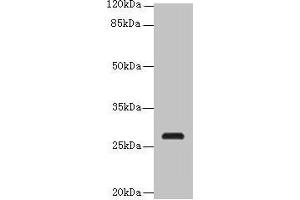 Western blot All lanes: C17orf64 antibody at 4 μg/mL + Mouse gonadal tissue Secondary Goat polyclonal to rabbit IgG at 1/10000 dilution Predicted band size: 28 kDa Observed band size: 28 kDa (C17orf64 anticorps  (AA 111-236))