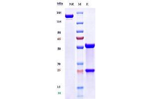 Anti-TNFSF4 / OX40L / CD252 Reference Antibody (amlitelimab) on SDS-PAGE under reducing (R) condition.