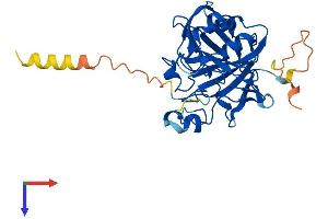 AlphaFold protein structure predicition of Human Recombinant CA10 Protein, UniprotID Q9NS85