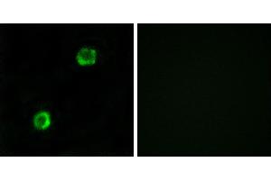 Peptide - +Immunofluorescence analysis of MCF-7cells, using APOL2 antibody. (Apolipoprotein L 2 anticorps)