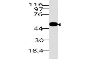 Image no. 1 for anti-RuvB-Like 1 (E. Coli) (RUVBL1) (AA 1-268) antibody (ABIN5027514) (RUVBL1 anticorps  (AA 1-268))