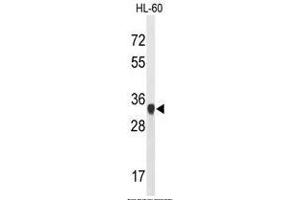 Western blot analysis of ATP5C1 Antibody (N-term) in HL-60 cell line lysates (35µg/lane). (ATP Synthase Subunit gamma (AtpC) (AA 46-76), (N-Term), (Subunit gamma) anticorps)