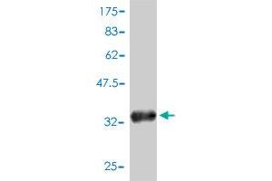 Western Blot detection against Immunogen (34.