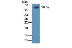 Western blot analysis of recombinant Mouse PEDF. (PEDF anticorps  (AA 19-389))
