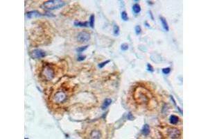 Used in DAB staining on fromalin fixed paraffin-embedded Stomach tissue (IL2RG anticorps  (AA 23-262))