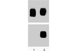 Western blot analysis for p38 MAPK (pT180/pY182). (MAPK14 anticorps  (pThr180))
