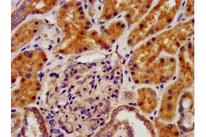IHC image of ABIN7157473 diluted at 1:500 and staining in paraffin-embedded human kidney tissue performed on a Leica BondTM system.