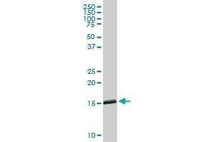 IFITM3 MaxPab rabbit polyclonal antibody. (IFITM3 anticorps  (AA 1-133))