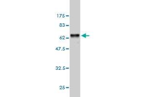 Western Blot detection against Immunogen (57. (BAFF anticorps  (AA 1-285))