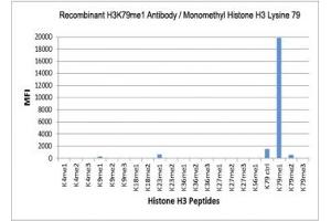 The recombinant H3K79me1 antibody specifically reacts to Histone H3 monomethylated at Lysine 79 (K79me1). (Recombinant Histone 3 anticorps  (meLys79))