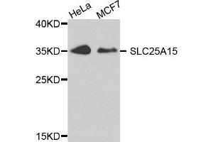 Western blot analysis of extract of HeLa and MCF7 cells, using SLC25A15 antibody. (SLC25A15 anticorps)
