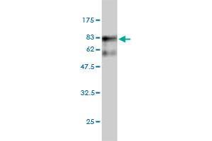 Western Blot detection against Immunogen (82. (Seryl-tRNA Synthetase (SARS) (AA 1-514) anticorps)