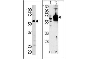 (LEFT)Western blot analysis of anti-GUCY1A3 Pab in mouse brain tissue lysate (35ug/lane). (GUCY1A1 anticorps  (N-Term))