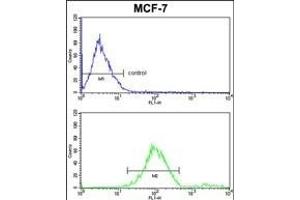GABARL2 Antibody 1822d FC analysis of MCF-7 cells (bottom histogram) compared to a negative control cell (top histogram). (GABARAPL2 anticorps)